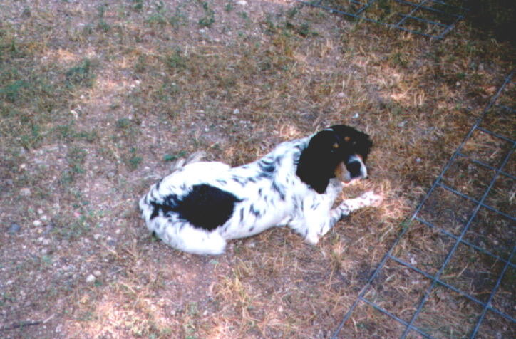 Harley